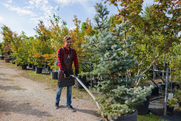 How Our Tree Care Process Works  in  Clover Creek, WA