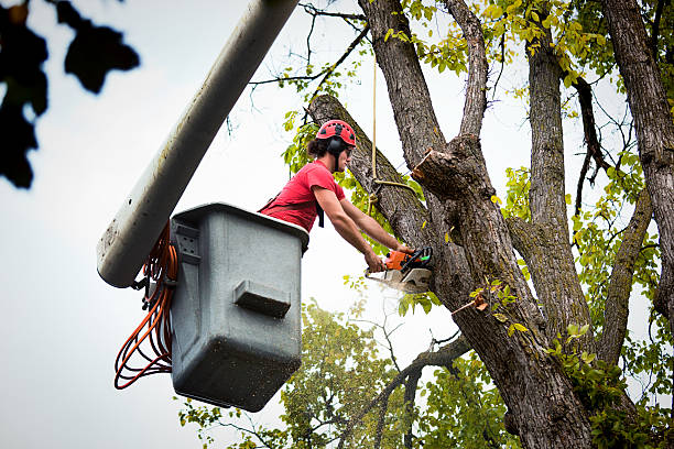 Reliable Clover Creek, WA Tree Care  Solutions